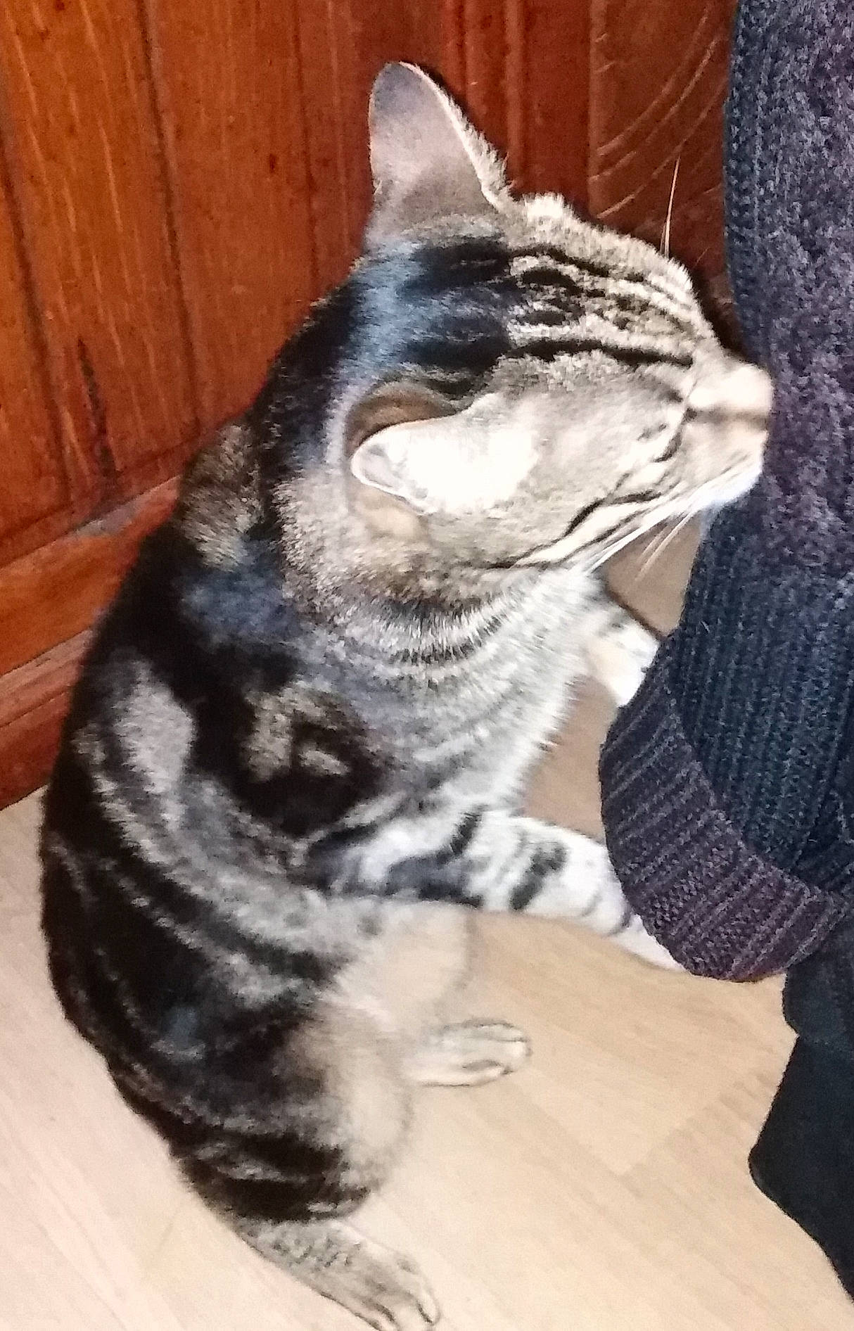 Garfield a rejoint le concours — aidez-le/la à gagner de superbes lots ! american_shorthair, american_wirehair, asian, california_spangled, carnivore, cat, domestic_short_haired_cat, dragon_li, egyptian_mau, european_shorthair, felidae, fur, mammal, paw, small_to_medium_sized_cats, snout, tabby_cat, tail, vertebrate, whiskers