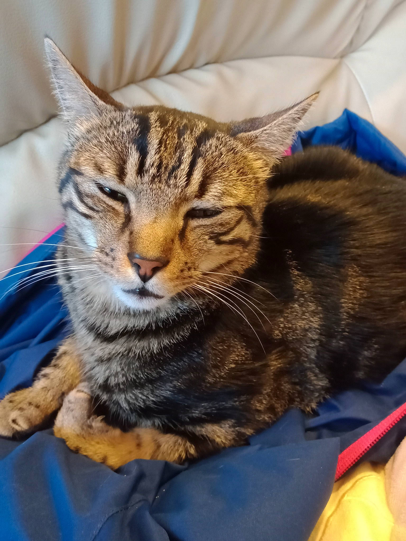 Garfield participe au concours pour gagner de l'argent avec cette photo : aegean_cat, american_shorthair, american_wirehair, asian, australian_mist, california_spangled, carnivore, cat, domestic_short_haired_cat, dragon_li, european_shorthair, felidae, mammal, pixie_bob, small_to_medium_sized_cats, snout, tabby_cat, toyger, whiskers, wild_cat