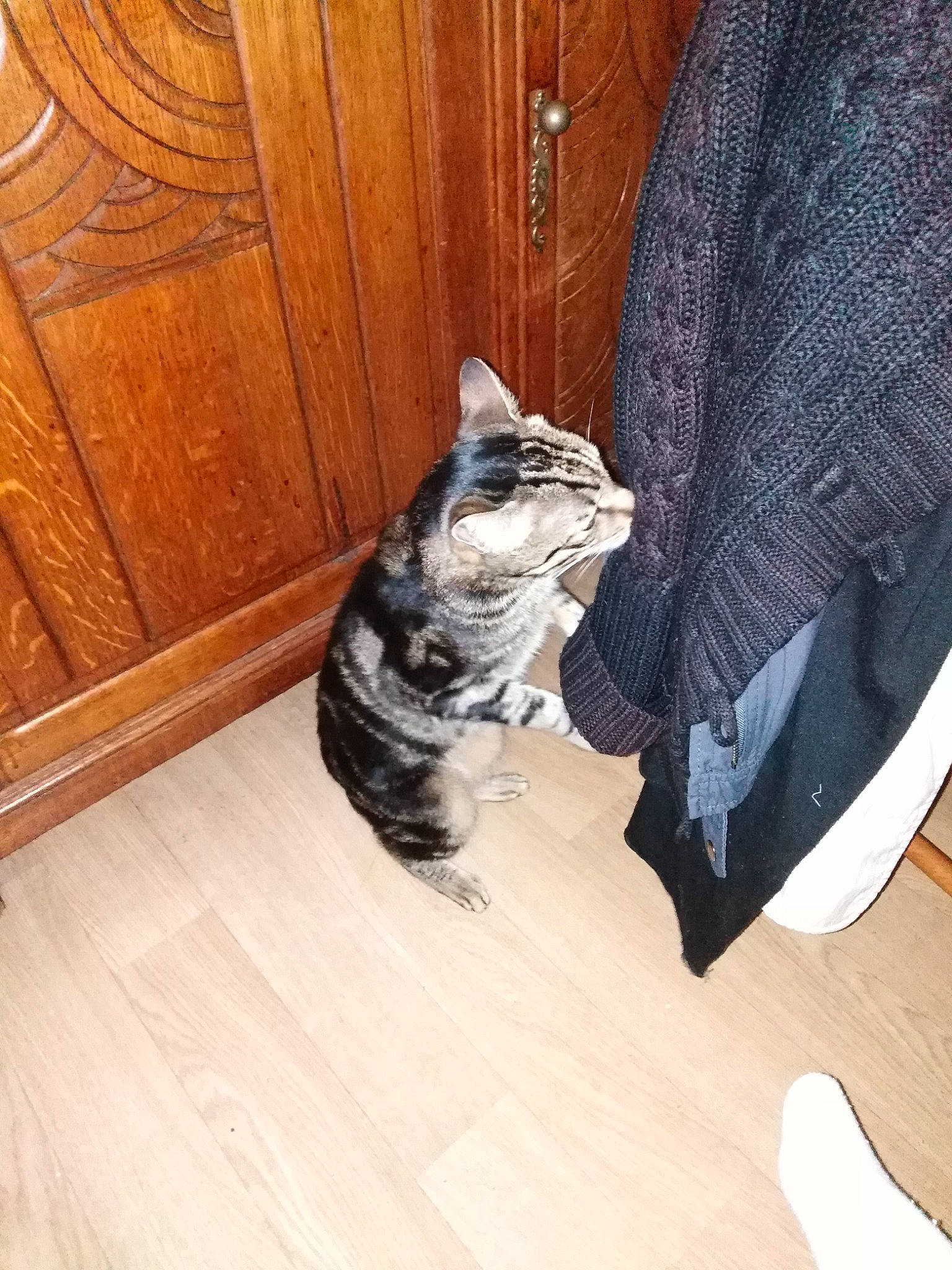 Garfield participe au concours pour gagner de l'argent avec cette photo : american_shorthair, carnivore, cat, domestic_short_haired_cat, european_shorthair, felidae, floor, flooring, fur, hardwood, kitten, laminate_flooring, maine_coon, norwegian_forest_cat, small_to_medium_sized_cats, tabby_cat, tail, whiskers, wood, wood_flooring