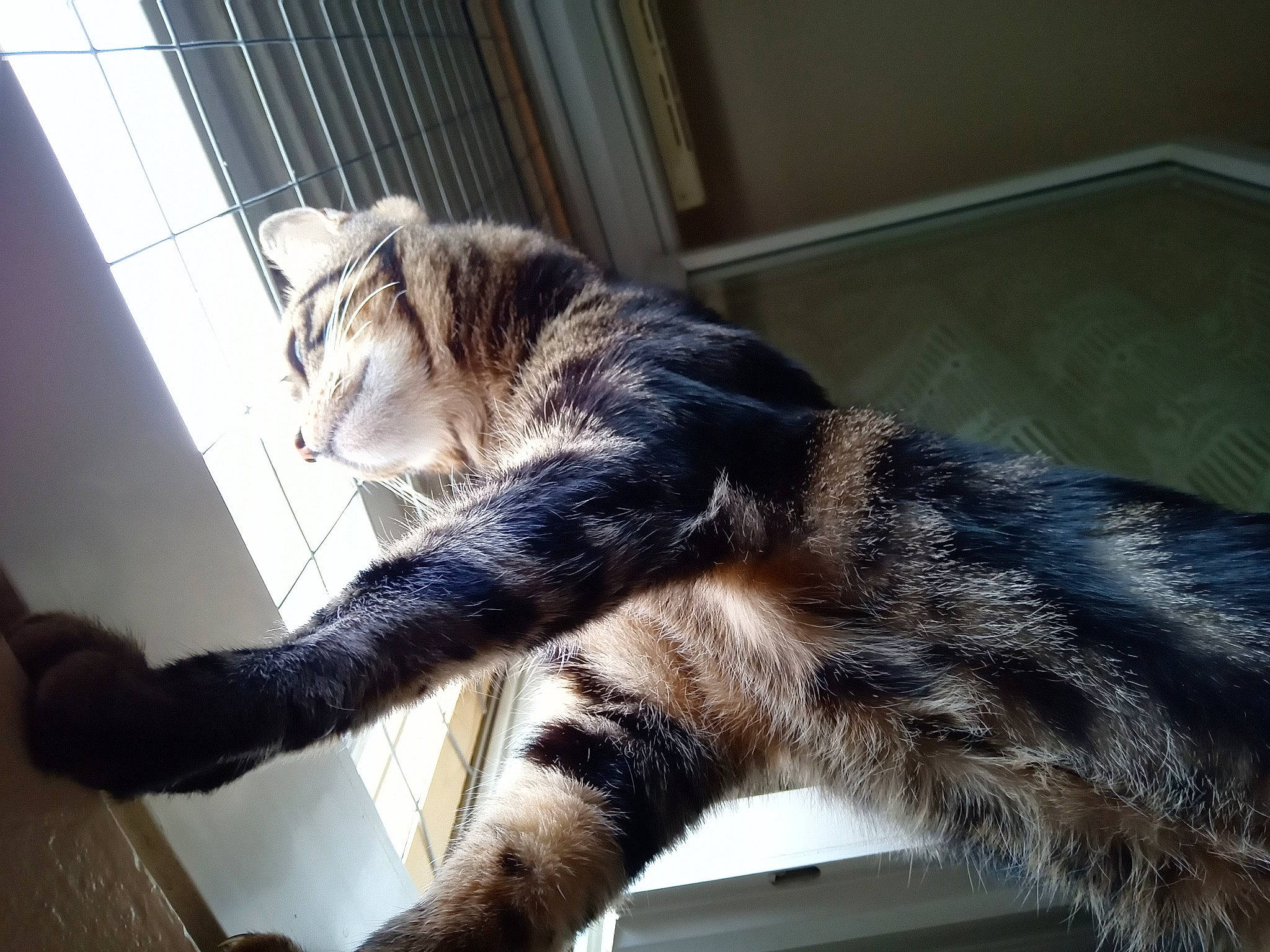 Garfield participe au concours pour gagner de l'argent avec cette photo : american_curl, american_shorthair, asian, carnivore, cat, claw, dragon_li, ear, european_shorthair, felidae, fur, kitten, maine_coon, mammal, small_to_medium_sized_cats, tabby_cat, tail, whiskers, window