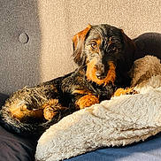 Baci a rejoint le concours — aidez-le/la à gagner de superbes lots ! dog, puppy, black_and_tan, wirehaired, lying_down, portrait, indoors, blanket, couch, sunlight, warm_lighting, fluffy, pet, animal, relaxed, looking_at_camera, brown_eyes, beard, cozy, home