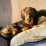dog, puppy, black_and_tan, wirehaired, lying_down, portrait, indoors, blanket, couch, sunlight, warm_lighting, fluffy, pet, animal, relaxed, looking_at_camera, brown_eyes, beard, cozy, home