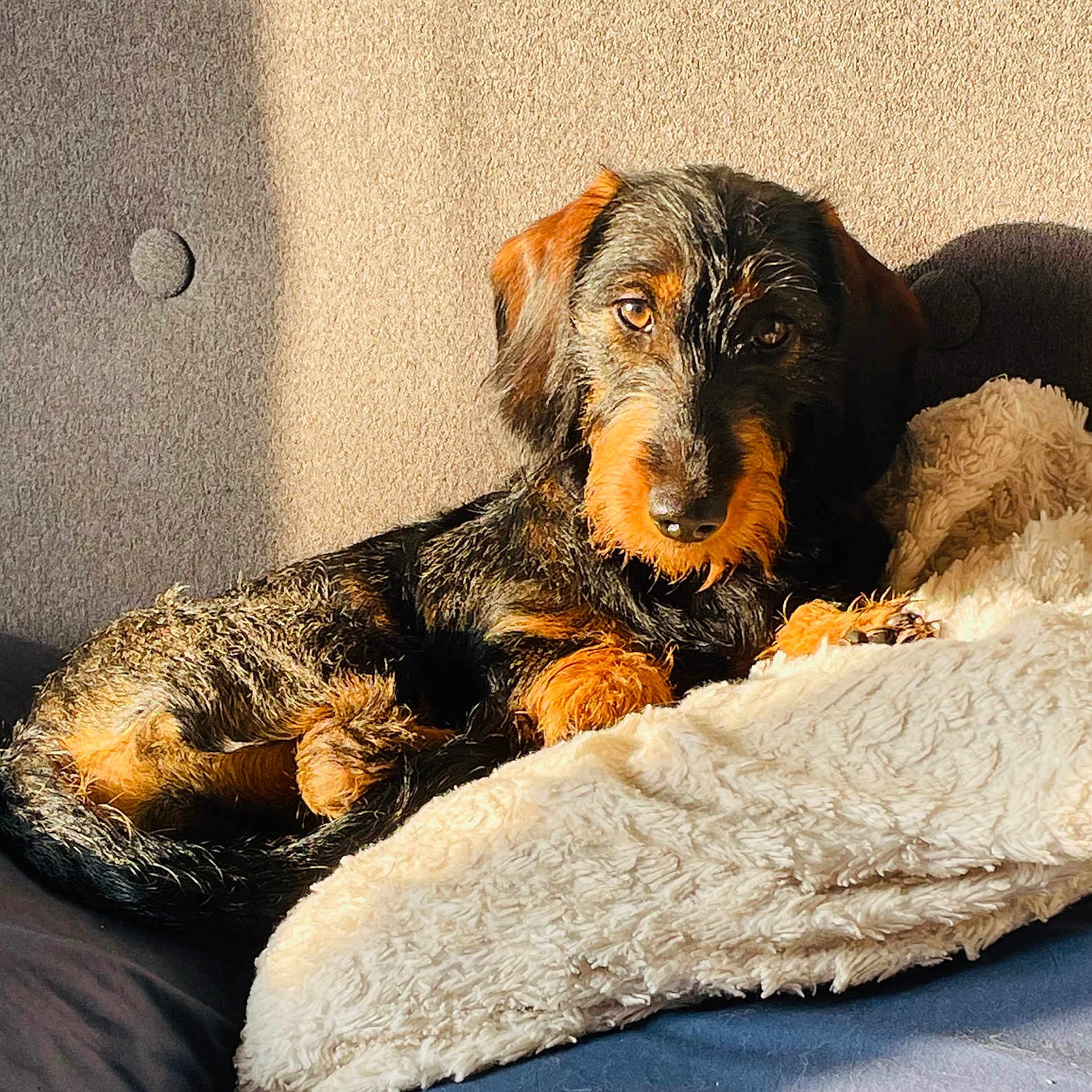 Baci