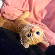 Tigrou a rejoint le concours — aidez-le/la à gagner de superbes lots ! kitten, cat, orange_cat, pet, cute, whiskers, pink_blanket, cozy, soft_texture, curious_eyes, lying_down, indoor, close_up, animal, feline, young_cat, adorable, fluffy, resting, warm_colors