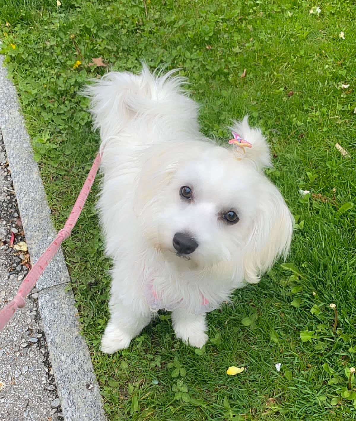 Lily a rejoint le concours — aidez-le/la à gagner de superbes lots ! canidae, carnivore, companion_dog, dog, dog_breed, grass, maltepoo, non_sporting_group, plant, small_terrier, sporting_group, toy_dog, working_animal