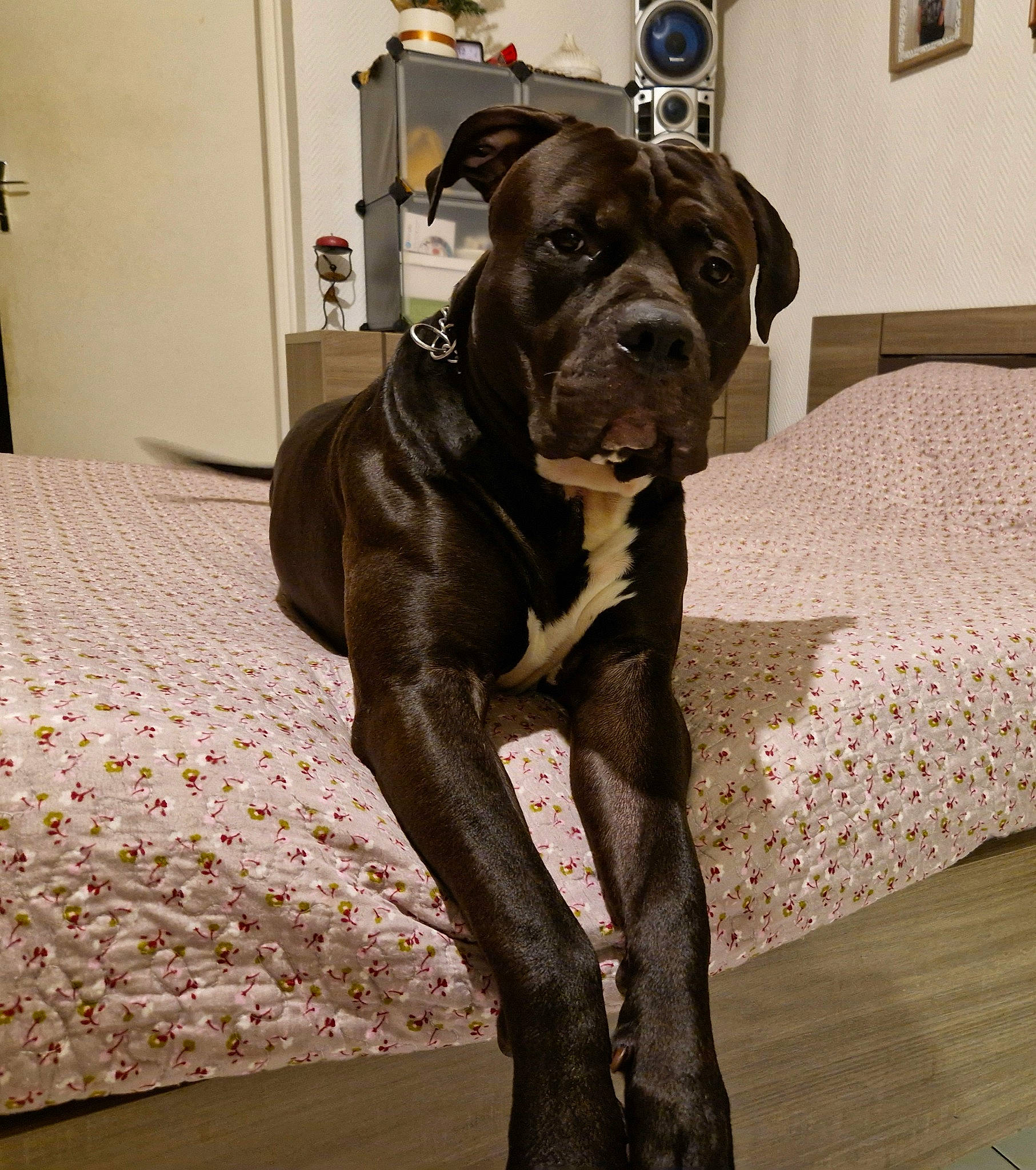 Natsu a rejoint le concours — aidez-le/la à gagner de superbes lots ! canidae, carnivore, collar, comfort, companion_dog, dog, dog_breed, dog_collar, door, fawn, flooring, fur, liver, molosser, non_sporting_group, pet_supply, picture_frame, snout, sporting_group, working_animal