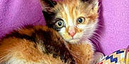 Fidji participe au concours pour gagner de l'argent avec cette photo : kitten, calico, cat, fur, curious, wide_eyes, purple_background, toy, cozy, soft_texture, pet, animal, cute, small, whiskers, indoor, resting, young, closeup, colorful
