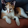 Fidji a rejoint le concours — aidez-le/la à gagner de superbes lots ! kitten, calico, cat, pet, animal, fur, whiskers, paws, curious, cute, indoors, resting, closeup, person, arm, relaxing, young, domestic, feline, portrait