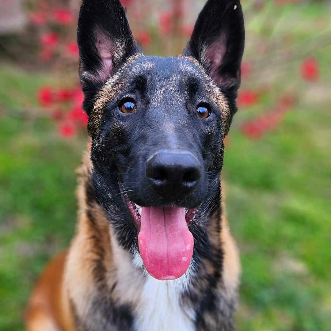 Voyou participe au concours pour gagner de l'argent avec cette photo : animal, bodypart, canine, dog, field, flower, germanshepherd, grass, grassland, hound, mouth, nature, outdoors, person, pet, plant, policedog, puppy, tongue, tree