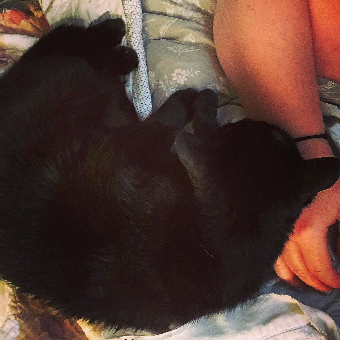 Kato joined the competition — help win amazing prizes! black_hair, canidae, ear, fawn, fur, hand, leg, tail