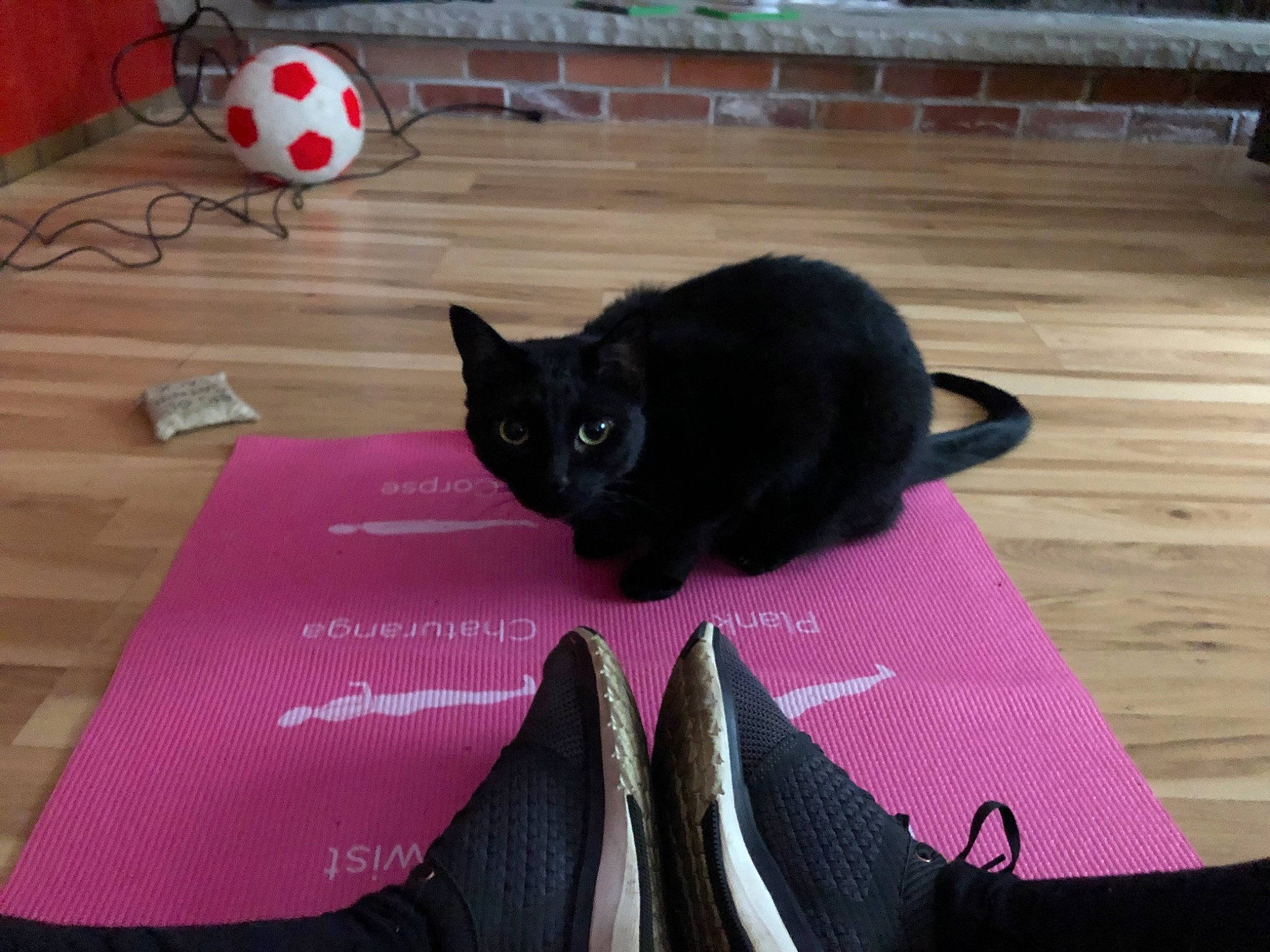 Kato is registered to the contest to win money with this photo: black, black_cat, bombay, carnivore, cat, domestic_short_haired_cat, felidae, pink, small_to_medium_sized_cats, tail, whiskers