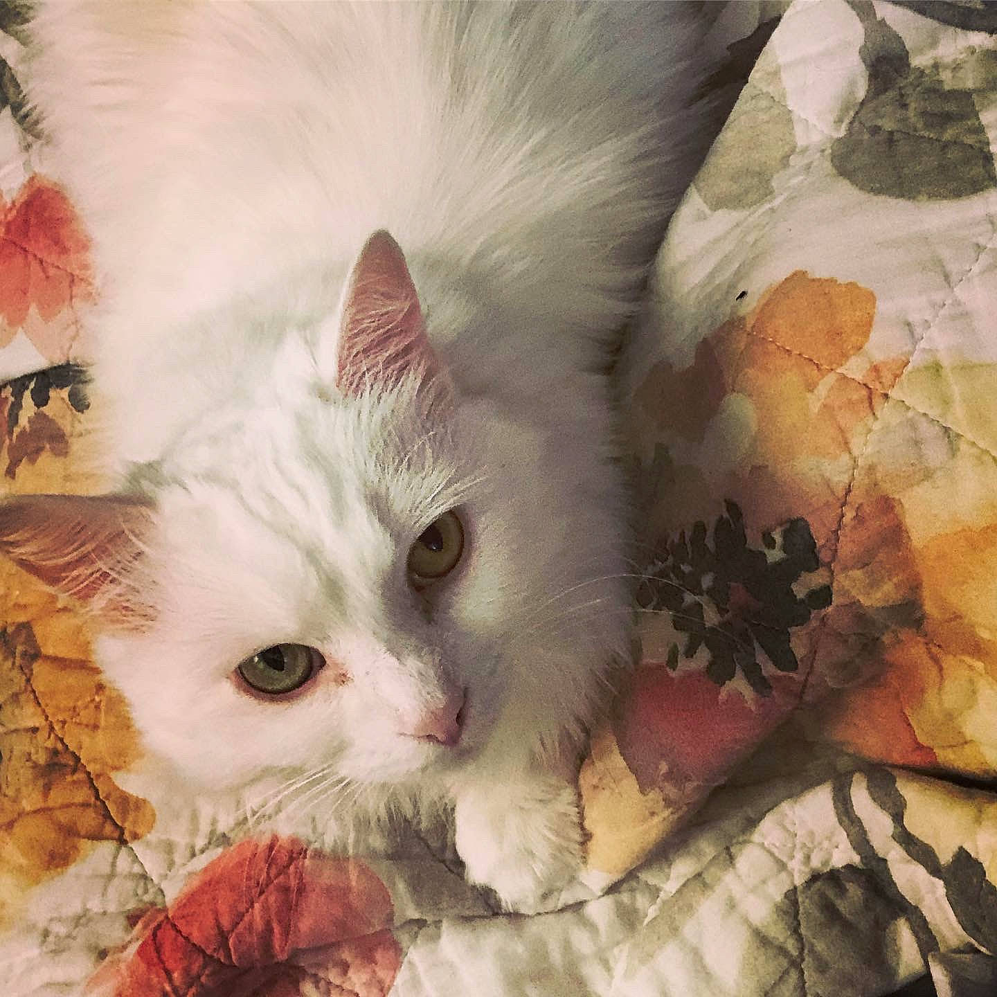 Krystal joined the competition — help win amazing prizes! asian, carnivore, cat, ear, european_shorthair, eye, felidae, fur, kitten, nap, nose, ojos_azules, ragamuffin, ragdoll, small_to_medium_sized_cats, textile, turkish_angora, turkish_van, whiskers