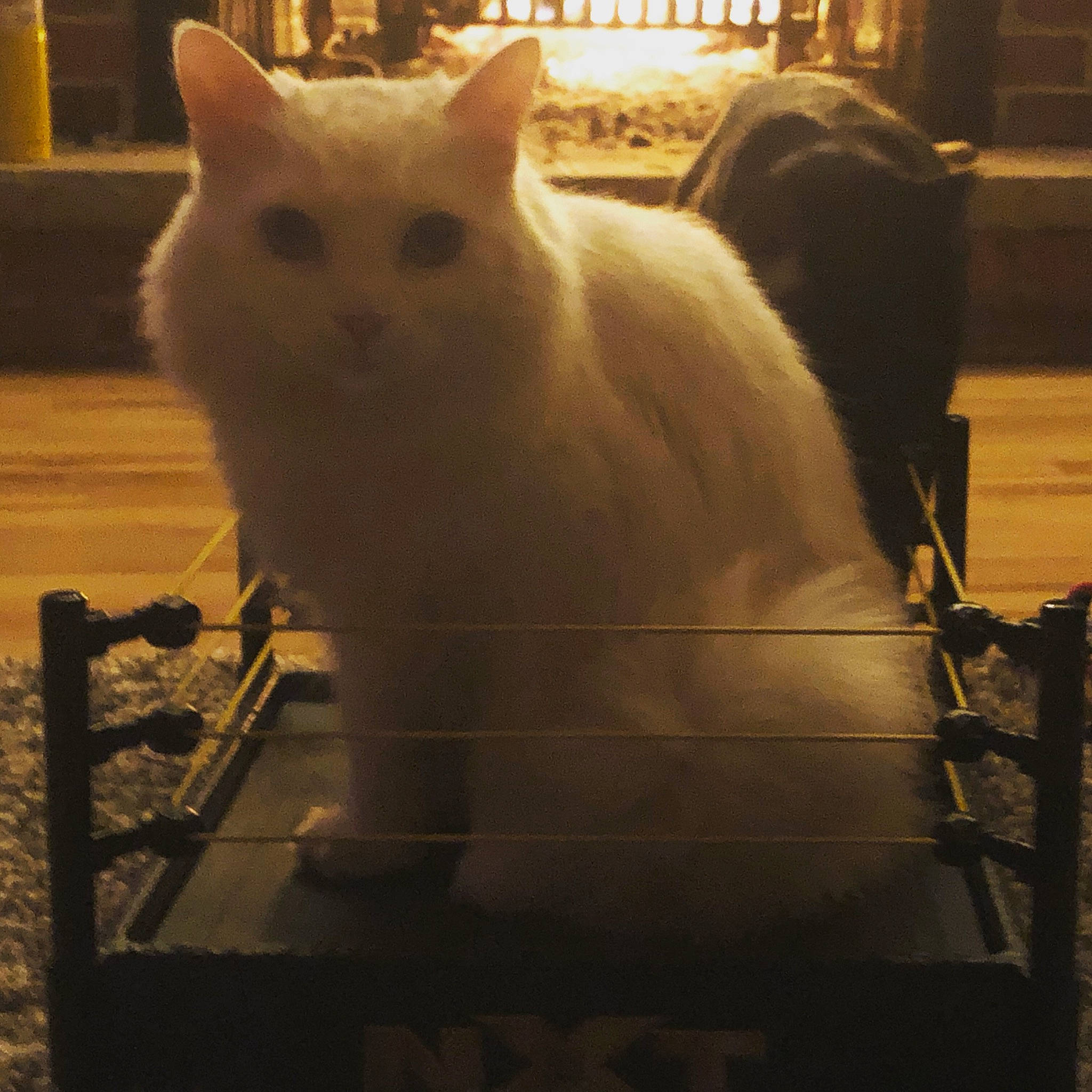 Krystal is registered to the contest to win money with this photo: carnivore, cat, colorpoint_shorthair, domestic_long_haired_cat, felidae, fur, khao_manee, sky, small_to_medium_sized_cats, tail, turkish_angora, turkish_van, whiskers