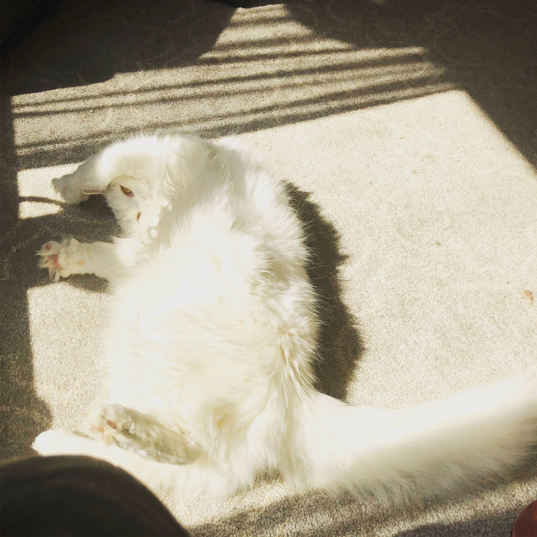 Krystal is registered to the contest to win money with this photo: canidae, carnivore, cat, felidae, fur, pomeranian, small_to_medium_sized_cats, tail, whiskers