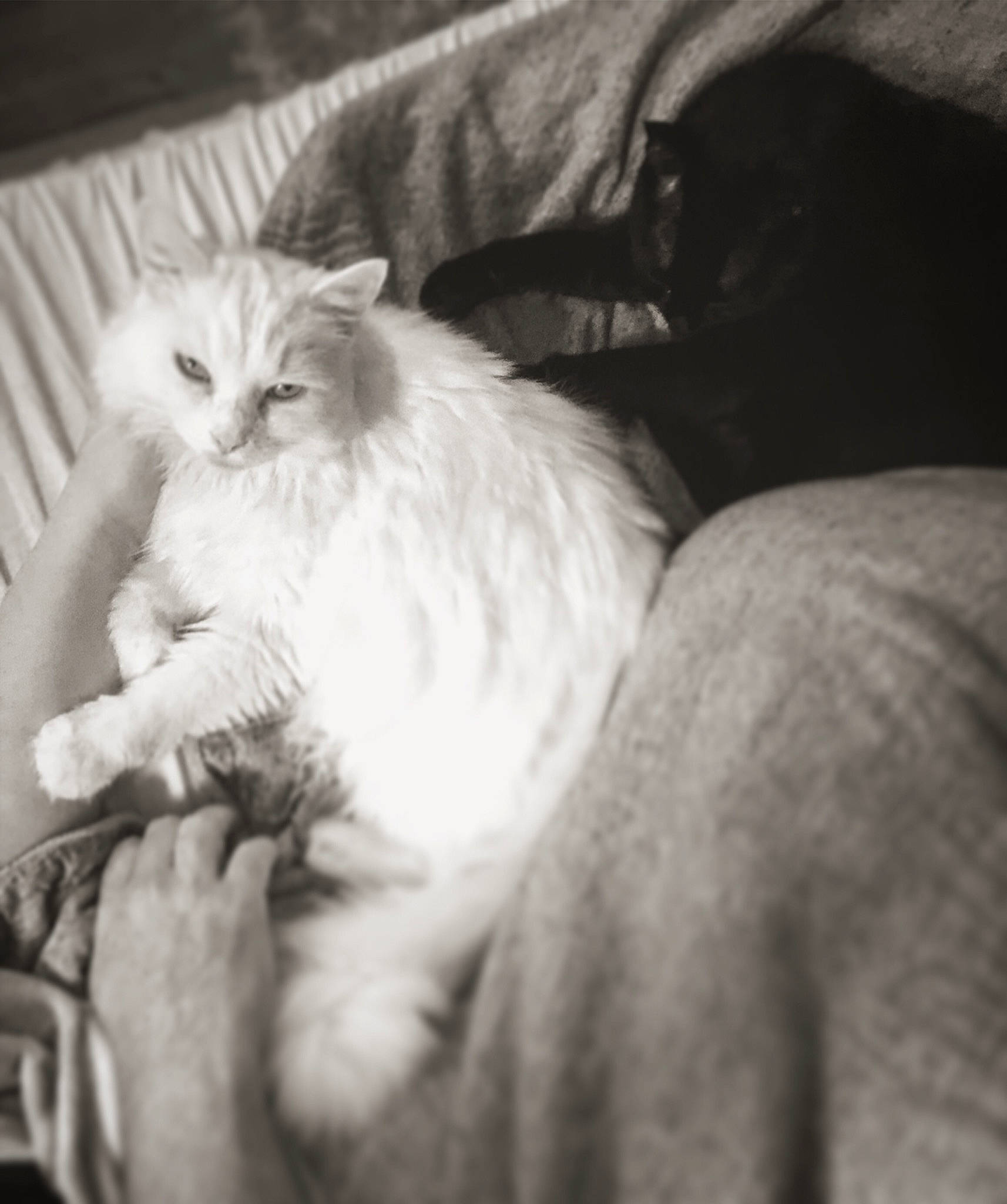 Krystal is registered to the contest to win money with this photo: asian, black_and_white, carnivore, cat, domestic_long_haired_cat, ear, eye, felidae, fur, kitten, monochrome, monochrome_photography, norwegian_forest_cat, persian, ragdoll, siberian, small_to_medium_sized_cats, style, turkish_angora, whiskers