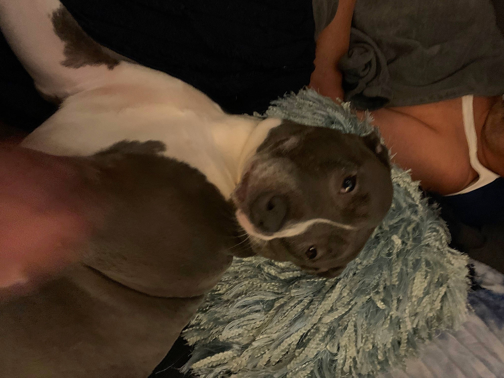 Nala is registered to the contest to win money with this photo: companion_dog, dog_breed, fur, fur_clothing, gesture, paw, snout, sporting_group, terrestrial_animal, wood, working_animal