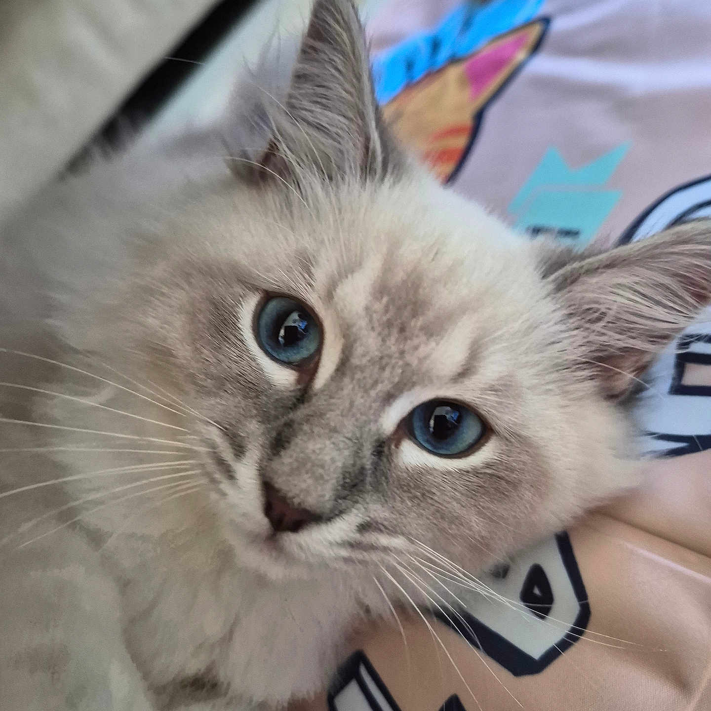 Bali participe au concours pour gagner de l'argent avec cette photo : animal, blue_eyes, cat, close_up, colorful_background, curious, cute, domestic_cat, face, feline, fluffy, fur, indoor, patterned_fabric, pet, portrait, resting, soft_texture, whiskers, young_cat