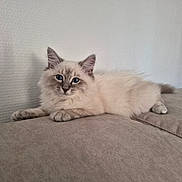 Bali participe au concours pour gagner de l'argent avec cette photo : animal, blue_eyes, calm, cat, couch, cream_color, cute, domestic, ears, feline, fluffy, home, indoor, long_hair, paws, pet, relaxed, resting, soft, whiskers