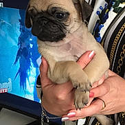 Paz a rejoint le concours — aidez-le/la à gagner de superbes lots ! canidae, carnivore, companion_dog, dog, dog_breed, fawn, kennel_club, mammal, pug, puppy, puppy_love, snout, toy_dog, vertebrate