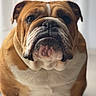 animal, brown, bulldog, close_up, cute, dog, domestic, ears, expression, face, fur, indoor, looking, mammal, nose, pet, portrait, sitting, white, wrinkles