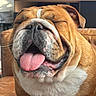 bulldog, dog, pet, close_up, tongue_out, happy, indoor, leather_couch, brown, white_fur, face, smiling, cute, animal, domestic_animal, canine, sitting, fur, whiskers, relaxed