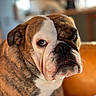 Poker Face participe au concours pour gagner de l'argent avec cette photo : animal, blurred_background, brown, bulldog, canine, close_up, companion, cute, dog, expression, face, fur, indoor, pet, portrait, sitting, tongue, warm_light, white, wrinkles