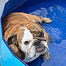 Poker Face a rejoint le concours — aidez-le/la à gagner de superbes lots ! animal, animal_portrait, blue_pool, bulldog, canine, cute, dog, expression, fur, leisure, outdoor, paw, pet, pet_pool, pool, portrait, relaxed, snout, summer, water