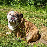 Poker Face participe au concours pour gagner de l'argent avec cette photo : bulldog, dog, pet, animal, outdoor, grass, greenery, sunlight, nature, canine, mammal, tongue, sitting, fur, portrait, cute, wrinkles, daylight, leaf, shadows