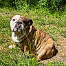bulldog, dog, pet, animal, outdoor, grass, greenery, sunlight, nature, canine, mammal, tongue, sitting, fur, portrait, cute, wrinkles, daylight, leaf, shadows