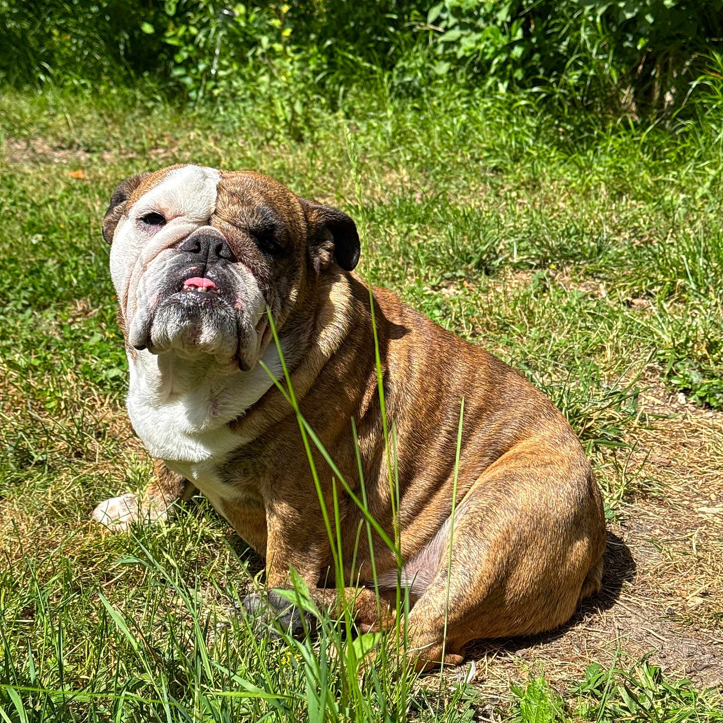 Poker Face participe au concours pour gagner de l'argent avec cette photo : bulldog, dog, pet, animal, outdoor, grass, greenery, sunlight, nature, canine, mammal, tongue, sitting, fur, portrait, cute, wrinkles, daylight, leaf, shadows