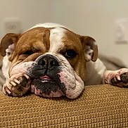 Ollie participe au concours pour gagner de l'argent avec cette photo : bulldog, dog, pet, resting, close_up, paw, face, tongue, fur, indoor, texture, brown, white, cute, animal, canine, expression, portrait, relaxed, squinting