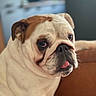 bulldog, dog, pet, animal, close_up, face, tongue, wrinkles, indoor, couch, home, brown, white, fur, portrait, expression, cute, canine, relaxed, companion