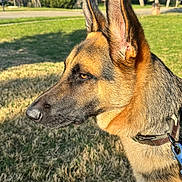 Beretta joined the competition — help win amazing prizes! german_shepherd, dog, canine, pet, animal, outdoor, grass, collar, leash, side_profile, ears, fur, sunlight, nature, suburban, background, daytime, alert, portrait, muzzle
