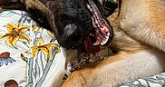 Beretta is registered to the contest to win money with this photo: dog, german_shepherd, pet, bed, blanket, floral_pattern, tongue_out, relaxed, lying_down, canine, collar, indoor, cute, animal, ears, fur, paw, playful, close_up, sleepy