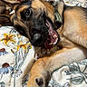 dog, german_shepherd, pet, bed, blanket, floral_pattern, tongue_out, relaxed, lying_down, canine, collar, indoor, cute, animal, ears, fur, paw, playful, close_up, sleepy
