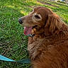 dog, golden_retriever, grass, leash, outdoor, pet, canine, tongue_out, happy, fur, nature, park, sunny, animal, mammal, resting, daytime, green, collar, closeup