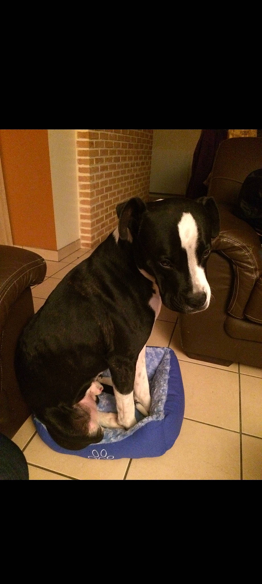 Menko a rejoint le concours — aidez-le/la à gagner de superbes lots ! canidae, carnivore, comfort, companion_dog, dog, dog_breed, ear, fawn, flooring, fur, guard_dog, jaw, non_sporting_group, pet_supply, snout, sporting_group, tail, terrestrial_animal, whiskers, working_animal