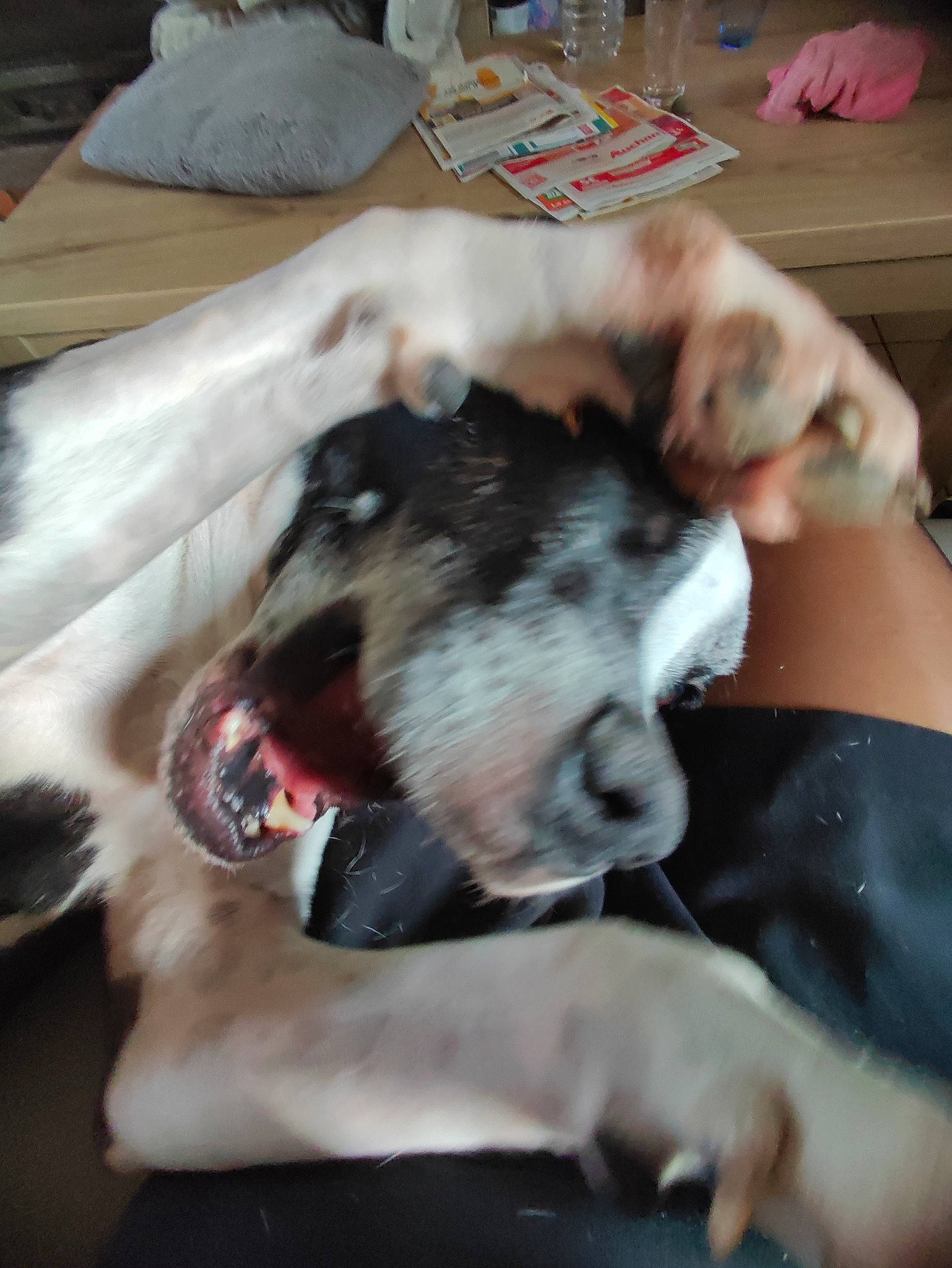 Menko participe au concours pour gagner de l'argent avec cette photo : carnivore, comfort, companion_dog, dog, dog_breed, fang, flesh, foot, fur, human_leg, nail, non_sporting_group, paw, snout, sporting_group, whiskers, wrist