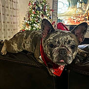 Dior joined the competition — help win amazing prizes! dog, french_bulldog, brindle, bandana, red_bandana, couch, leather_couch, christmas_tree, holiday_lights, living_room, indoor, pet, animal, festive, decorations, television, cozy, background, relaxed, tongue_out