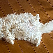 Simba a rejoint le concours — aidez-le/la à gagner de superbes lots ! animal, cat, cute, domestic_cat, feline, fluffy, fur, house_pet, indoor, long_hair, lying_down, mammal, pet, relaxed, resting, sleepy, tail, whiskers, white_cat, wooden_floor