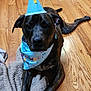 accessory, animal, bandana, birthday_hat, blanket, brown_dog, canine, celebration, dog, ears, flooring, fur, indoor, looking_at_camera, lying_down, one_year, party, pet, snout, wooden_floor