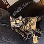 animal, black, brown, cat, couch, domestic_cat, ears, eyes_glowing, fur, furniture, indoor, leather_couch, looking_at_camera, orange, pet, relaxed, resting, tail, tortoiseshell_cat, whiskers