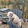 Kaya a rejoint le concours — aidez-le/la à gagner de superbes lots ! animal, backyard, cat, chair, fence, fluffy_cat, garden, gravel, leaves, long_hair, natural_light, outdoor, pet, portrait, rustic, seal_point, sitting, standing, tree, wooden_shelter