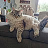 Kaya participe au concours pour gagner de l'argent avec cette photo : animal, cat, couch, ears, fluffy_cat, front_view, home_decor, houseplants, indoors, living_room, long_hair, lying_down, paws, pet, relaxed, sitting, tabby, tail, whiskers, window