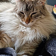 Kaya participe au concours pour gagner de l'argent avec cette photo : animal, blanket, blue_eyes, cat, close_up, couch, cozy, cream_color, ears, fluffy, fur, indoors, long_hair, pet, photography, portrait, relaxed, sleepy, tabby, whiskers