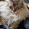 animal, blanket, blue_eyes, cat, close_up, couch, cozy, cream_color, ears, fluffy, fur, indoors, long_hair, pet, photography, portrait, relaxed, sleepy, tabby, whiskers
