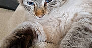 Kaya participe au concours pour gagner de l'argent avec cette photo :  lounging, animal, blanket, blue_eyes, cat, closeup, cream, ears, feline, fluffy, fur, gray, indoor, paws, pet, portrait, relaxed, sleepy, soft, whiskers