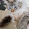 lounging, animal, blanket, blue_eyes, cat, closeup, cream, ears, feline, fluffy, fur, gray, indoor, paws, pet, portrait, relaxed, sleepy, soft, whiskers