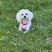 Jessica a rejoint le concours — aidez-le/la à gagner de superbes lots ! dog, white_dog, small_dog, grass, greenery, outdoor, pet, canine, collar, fluffy, sitting, nature, field, flower, animal, cute, calm, daylight, park, fur