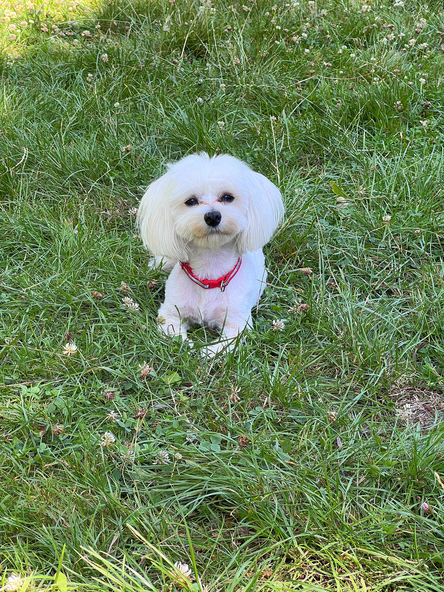 Jessica a rejoint le concours — aidez-le/la à gagner de superbes lots ! dog, white_dog, small_dog, grass, greenery, outdoor, pet, canine, collar, fluffy, sitting, nature, field, flower, animal, cute, calm, daylight, park, fur